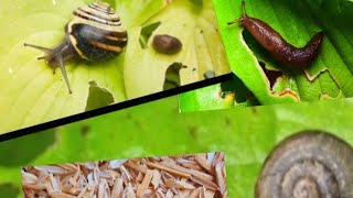 Cara mencegah hama siput (bekicot) dan lintah pada tanaman sayur tanpa pestisida