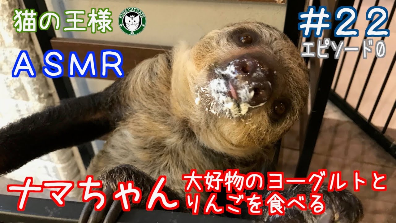 ２２ ナマちゃん 大好物のヨーグルトとりんごを食べる 猫の王様 Youtube
