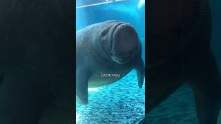 Manatees look like little sea dogs#conservation #wildlife #manatee #florida #nature #exploring
