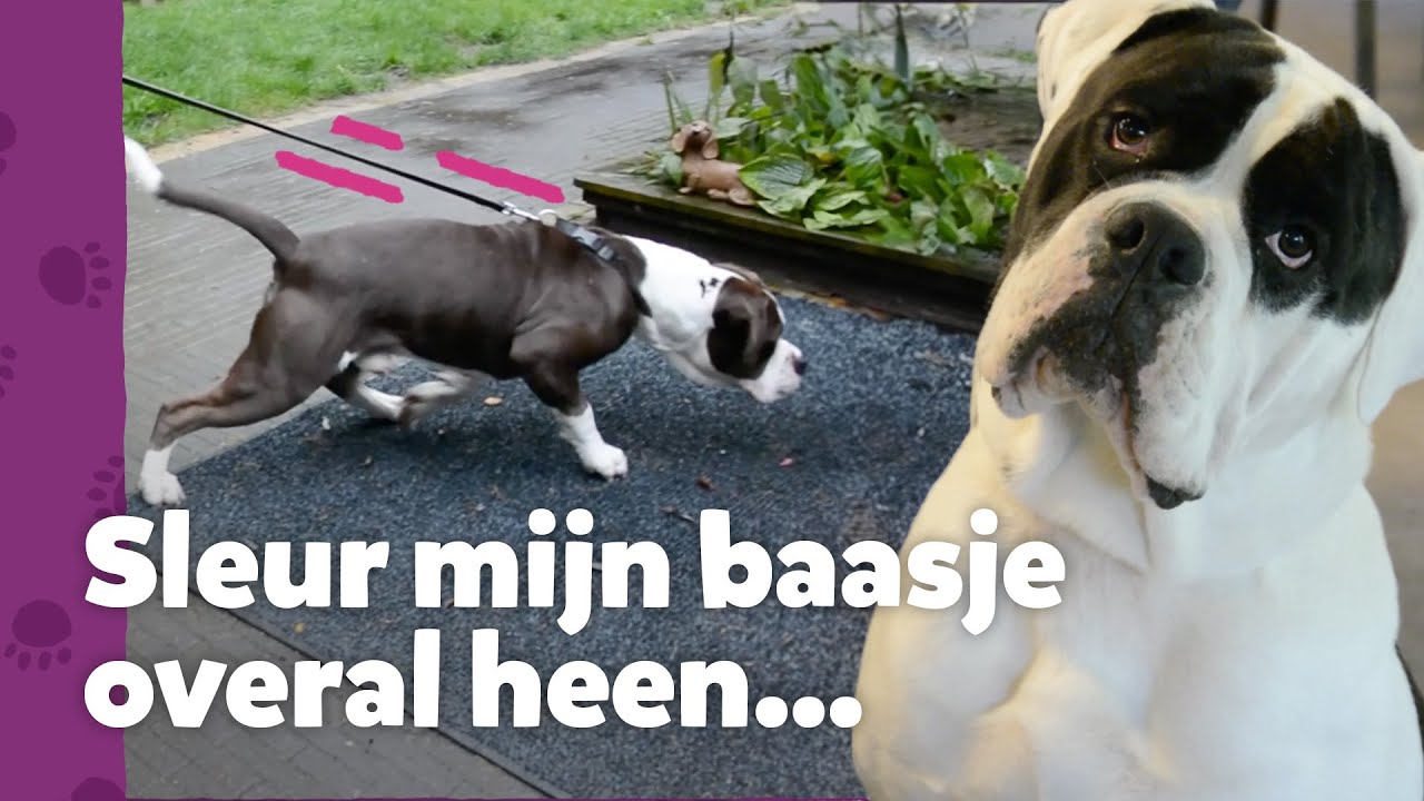 Kan het baasje Starsky en Hutch wel houden?! – Ron’s Honden Spreekuur