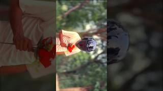 cinematic video Duke 250 #shorts #automobile #viralvideo