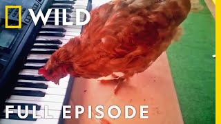 Chicken on a Keyboard (Full Episode) | America's Funniest Home Videos