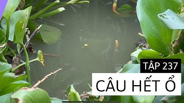 Tập 237 - Nước Cạn Cá Rô Gom Lại Câu Ăn Thấy Mê