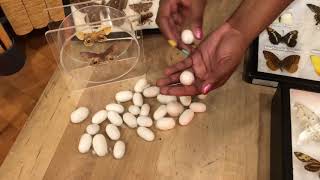 All About Silkworms With Riana
