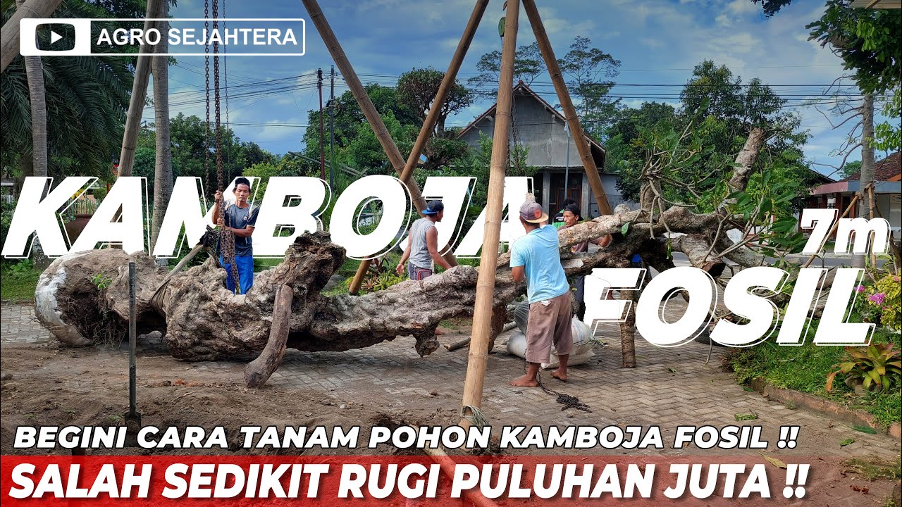 PROSES PENANAMAN POHON KAMBOJA FOSIL SULTAN HARGA PULUHAN JUTA TINGGI ...