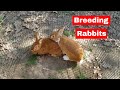 Breeding Rabbits: New Zealands - Spottee Jr and Apple Jack