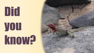 Hood Lava Lizard (Microlophus delanonis)
