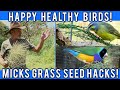 Mick's guide to Fresh Grass Seeds for happy birds.