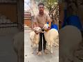 turkey dumba available 7230817511 #dumba #eiduladha2025 #viral #trending #shorts