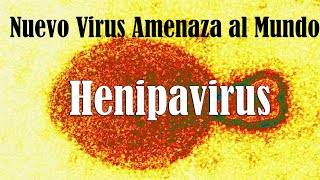 Henipavirus es el nuevo virus amenaza al Mundo