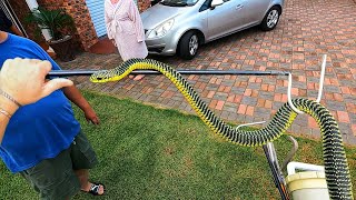 Catching a Venomous Snake in their Garden!