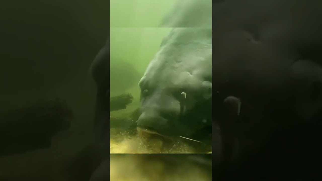 kail pancing anti mocel 