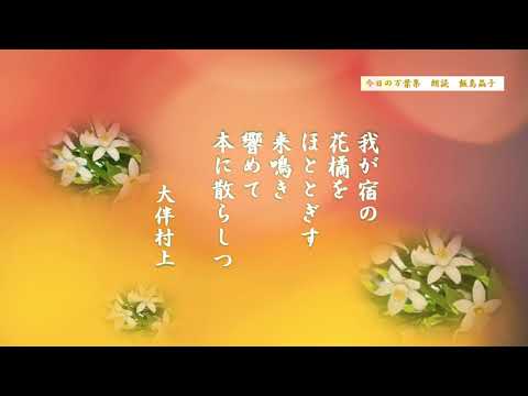 【今日の万葉集】５月９日　白い橘の花、ほととぎす　ともに初夏を彩ります。「我が宿の花橘をほととぎす　来鳴き　響（とよ）めて本（もと）に散らしも」白い花を散らしたのは　ほととぎすの鳴きたてる声？