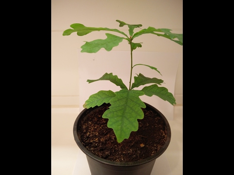 Oak growing timelapse 720p
