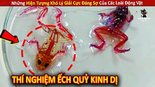 Những Hiện Tượng Khó Lý Giải Cực Đáng Sợ Của Các Loài Động Vật P23 || Review Giải Trí Đời Sống