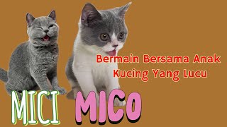 Kucing lucu British Shorthair meong menggemaskan #kucinglucu #kucing #kucingimut #kucingbsh