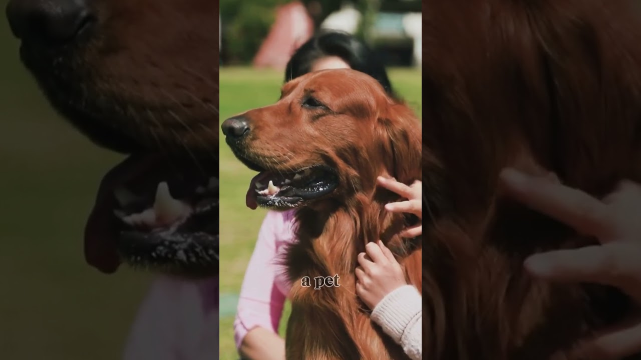 When do service dogs retire and where do go?   