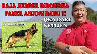 PAMER ANJING HERDER BARU + Q&A BERSAMA RAJA HERDER INDONESIA