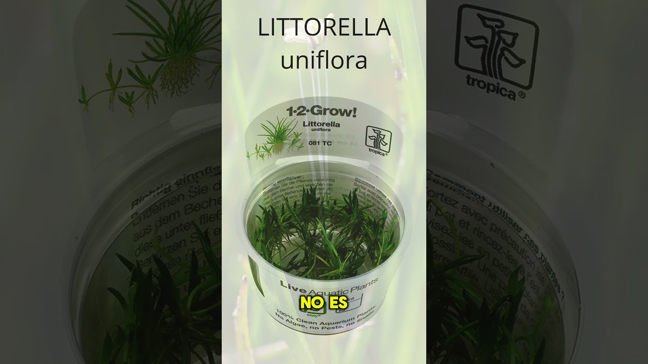 Littorella uniflora | Planta de transición, tapizante, fácil de cuidar y mantener ► 