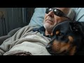Abandoned and Blind, He Had No Hope | Until a Brave Labrador Changed Everything