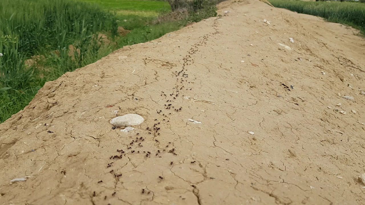 Army of ants life of ants Can army ants eat humans? YouTube