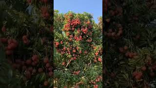 Litchi Garden|| Litchi Muzaffarpur Wala. #shorts #ytshorts #shortvideo