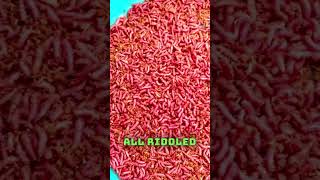 How To Keep Maggots In Tip Top Condition