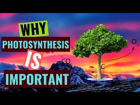 Video: Ce este fotosinteza și de ce este importantă?