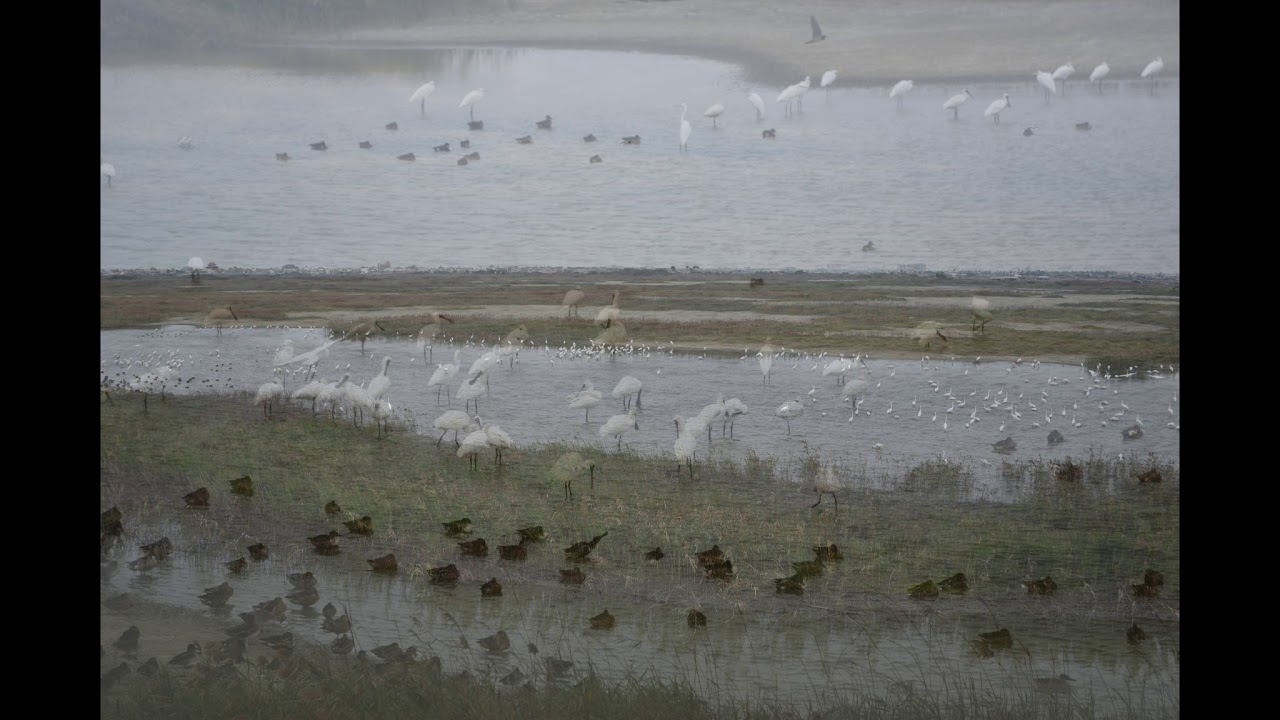 12The beautiful home of black-faced spoonbill