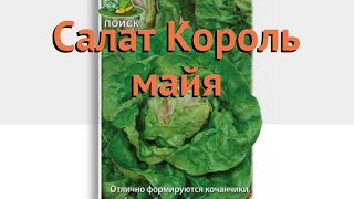 Салат обыкновенный Король майя Кочанный 🌿 обзор: как сажать, семена салата Король майя Кочанный