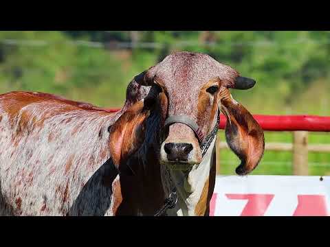 LOTE 07   FCAG 167