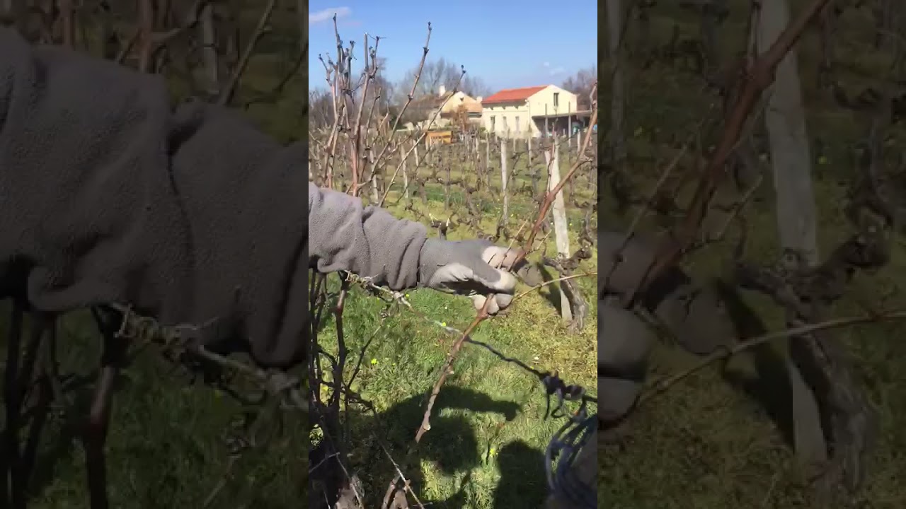 Guyot Pussard pruning demonstrated by Ben Hall Le Garagiste #legariste ...