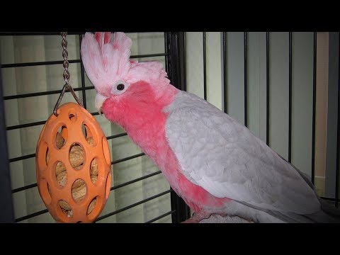 talking-parrots-😂🐦-funniest-parrots-doing-crazy-things-(full)-[funny-pets]