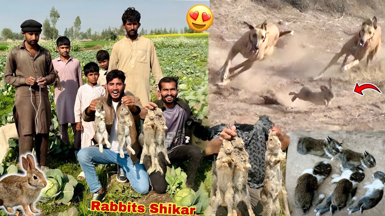 Sorry Jungle Rabbits🐇 Paker Leay 😍