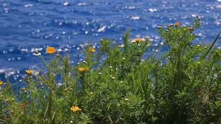 Flower Daisies Grass waves