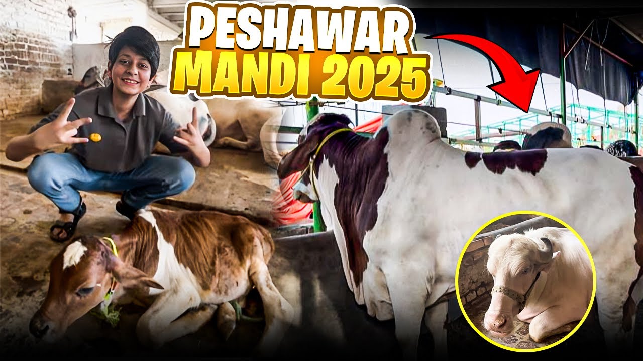 MANDI MEIN 19 LAKH KAY JANWAR PASAND AGAYE 😱| DOST NE GAYEN KHAREED LI 🤩|