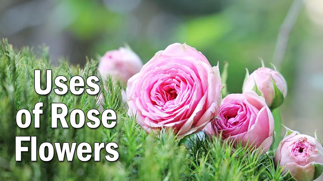Uses of Rose flower l గులాబీ పూల వాళ్ళ ఉపయోగాలు ఏంటి ? వాలంటైన్స్ డే