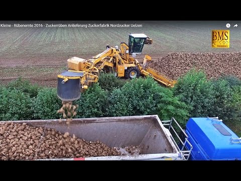 Rübenernte - Rübenmaus - Zuckerrübenverladung -Zuckerfabrik Nordzucker Uelzen-beet loader