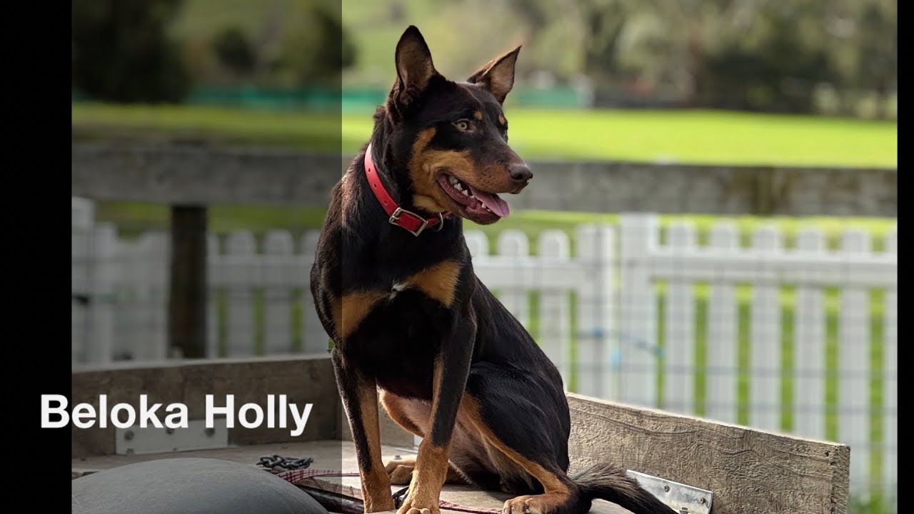 Beloka Holly - Casterton 2025 - Lot 4