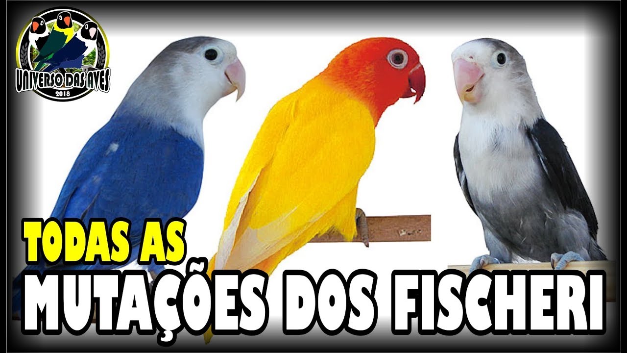 DIFERENTES TIPOS DE AGAPÓRNIS FISCHER - MUTAÇÕES