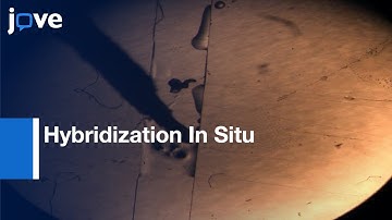Hybridization In Situ: Salivary Glands, Ovaries, & Embryos-Vector Mosquitoes l Protocol Preview