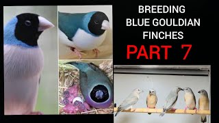 Blue Gouldian breeding series : PART 7 - Breeding Success and chick footage