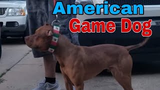 True American Pitbull Terrier Working Out