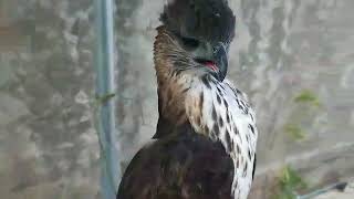 Black-and-White Hawk Eagle