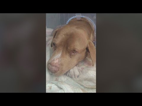 11-year-old dog survives mountain lion attack in New Mexico