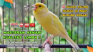 Kenari GACOR NGEREK‼️ Masteran Kenari PAUD dan Pancingan Kenari MACET BUNYI dan Betina NGIWIR - 130