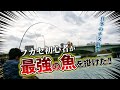 【南部でチヌ狙い！】フカセ初心者にラフィーネ貸してみた結果…