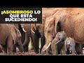 ¡Mira porque se salvaron los elefantes!| Baby boom en kenia