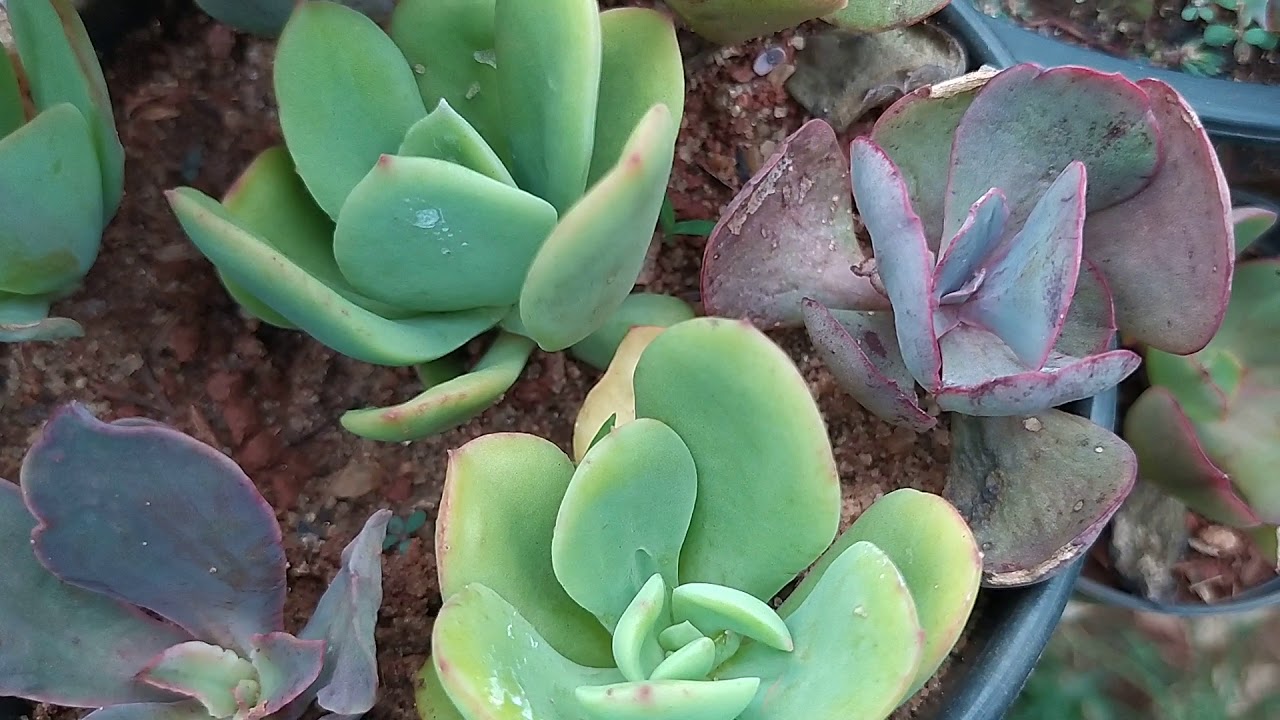 Qual Melhor Ambiente Para Suculentas?