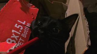 Vet Vlog #3 - Jump Scare!
